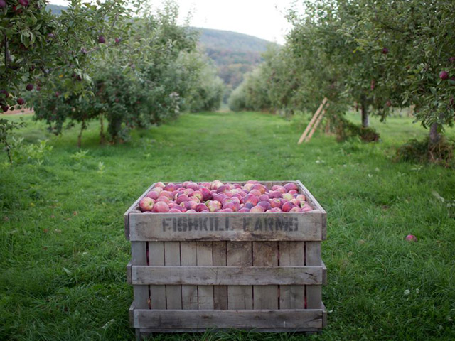 RT-fishkill-farms-apples