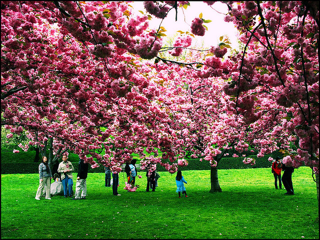 RT-cherry blossoms