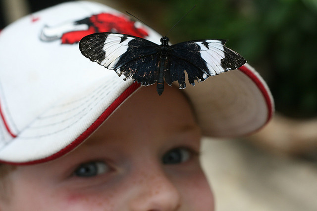 butterfly-pavilion-hat