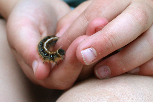 child_hand_holding_caterpillar