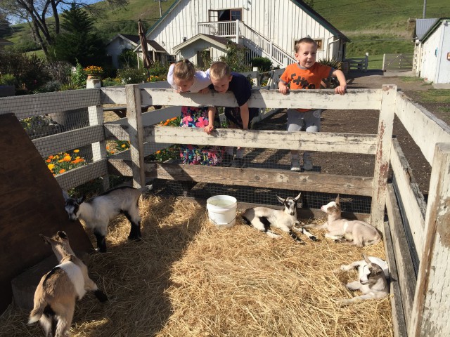 Harley Goat Farm Pescadero