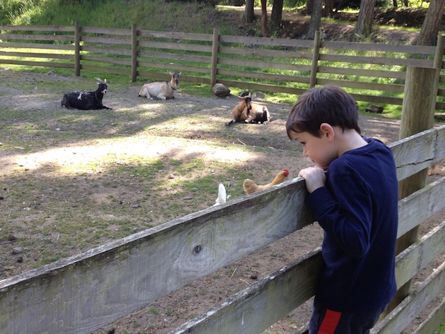 PCF animals and boy