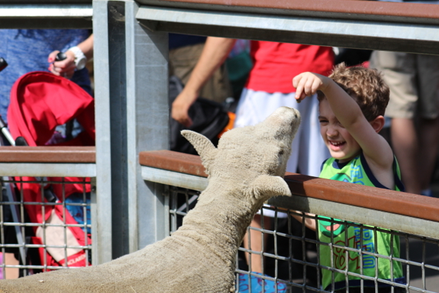 rt-bronx-children's-zoo-child-feeding-sheep-2-scaled