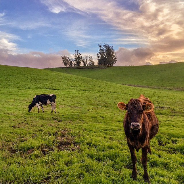 cow_pasture