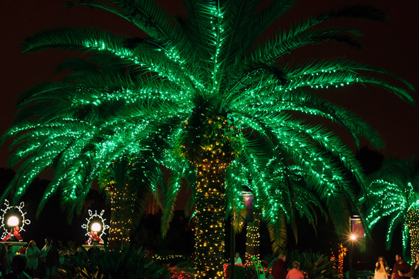 palm lights flickr