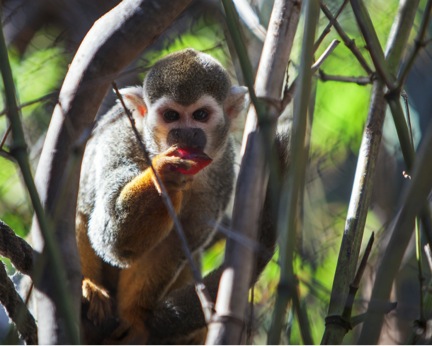 squirrel monkey sf zoo