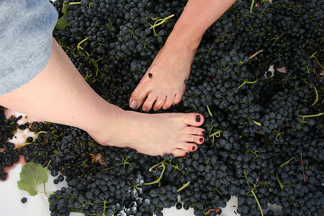 grape-stomping-ccflickr-fall-line
