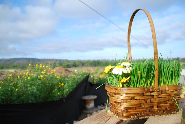 wheatgrass green easter basket