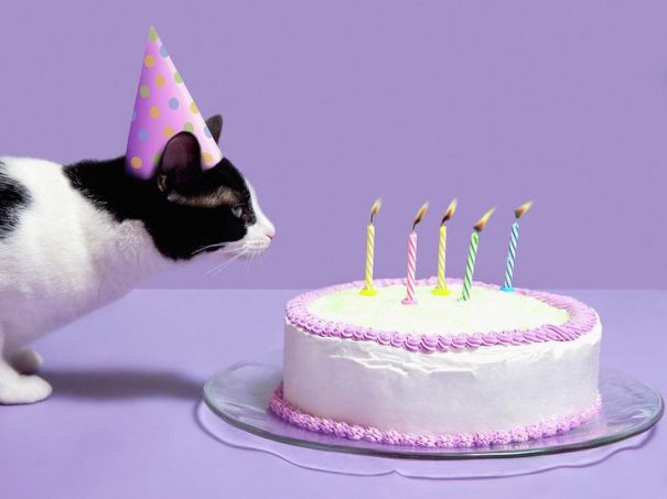 cat-cafe-birthday