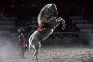 Medieval Times Horse