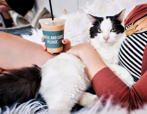 coffee-and-cats