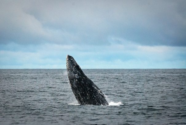 breaching-whale-cc-eric-neitzel-via-flickr