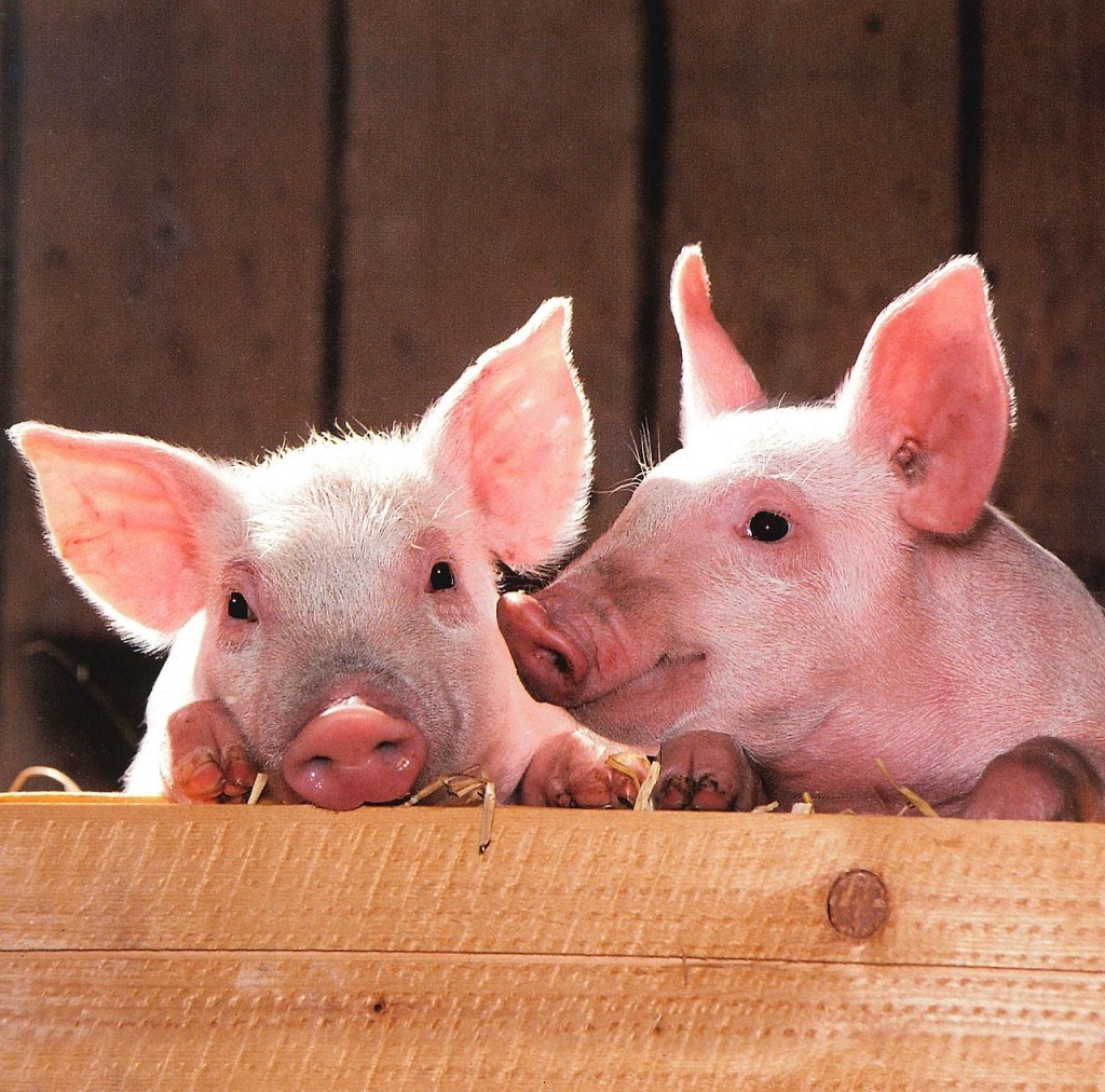 pigs-cute piglets 